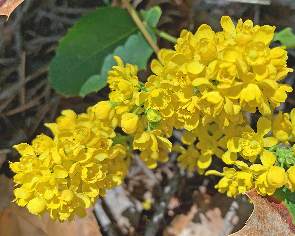 Creeping Oregon Grape 