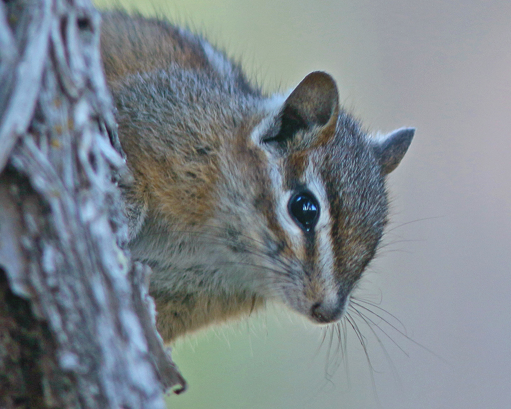 Curious Yellow Pine Chipmunk 