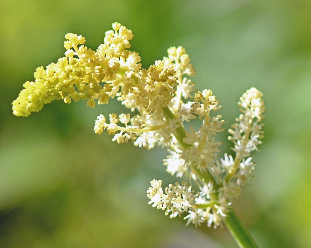 False Solomon's Seal 