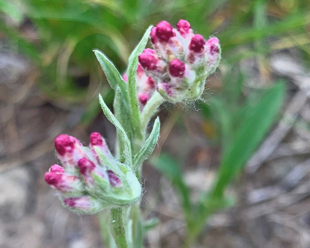 Flower buds 