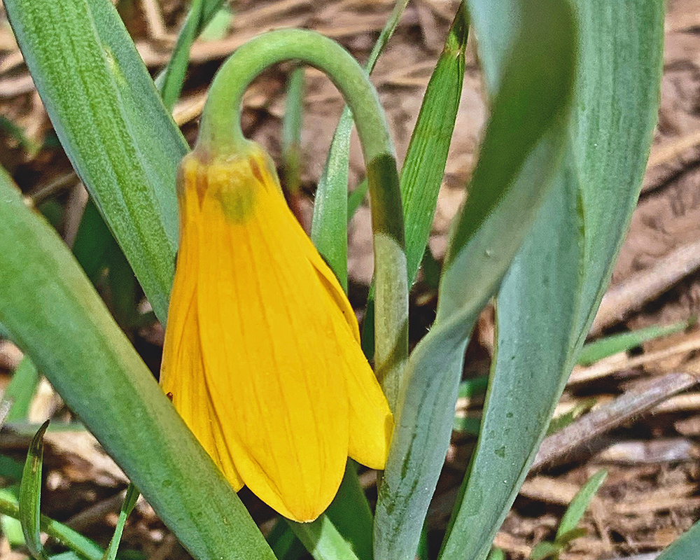 Fritillaria pudica Yellowbells 