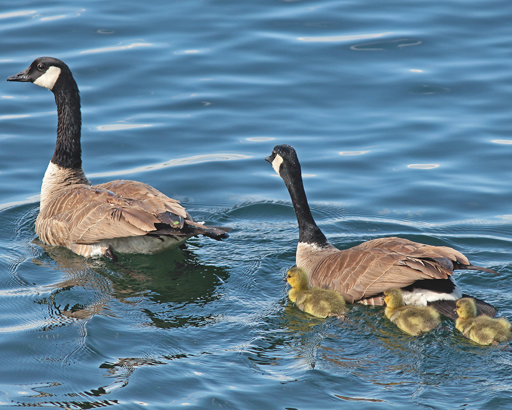 Geese on Jenny Lake 
