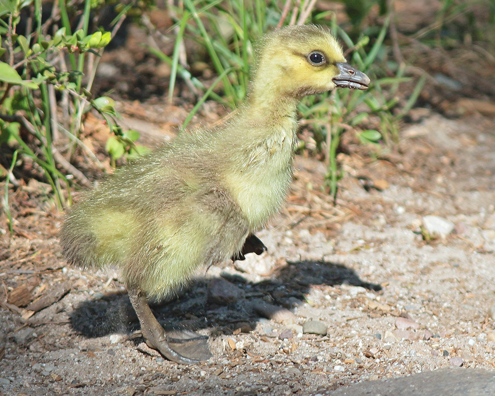 Goose Chick 