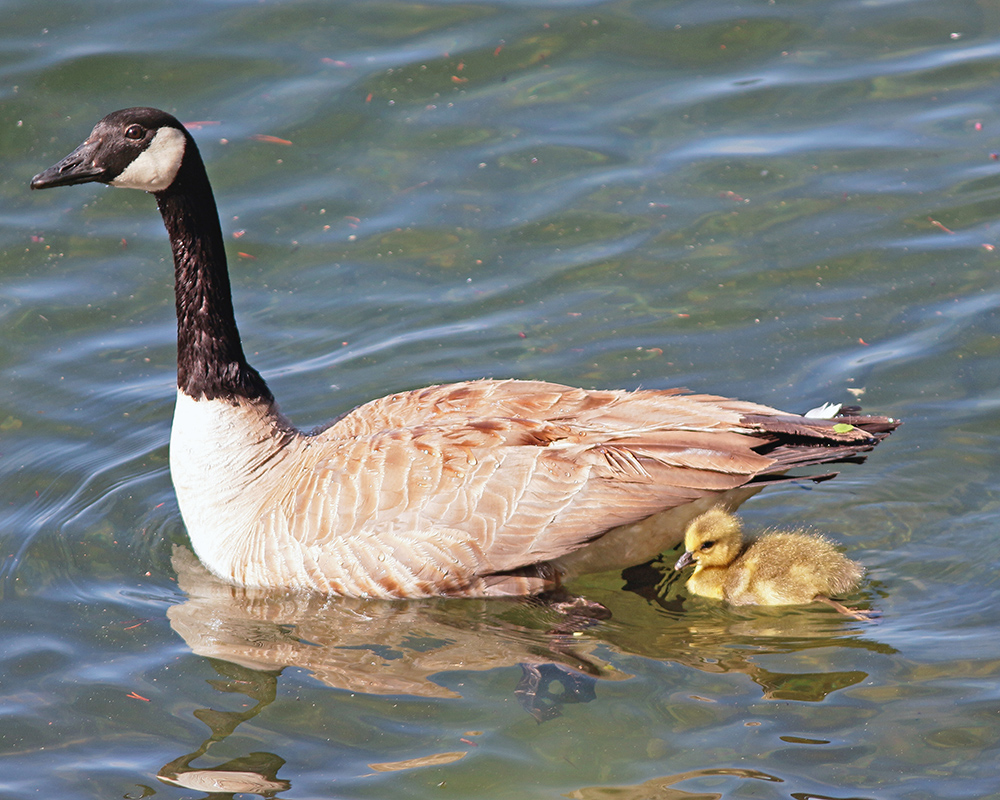 Goose Parent and Chick 