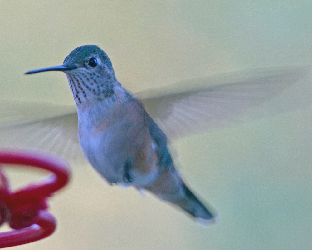 Hummingbird at feeder 