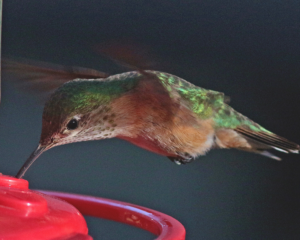Hummingbird feeding while flying 