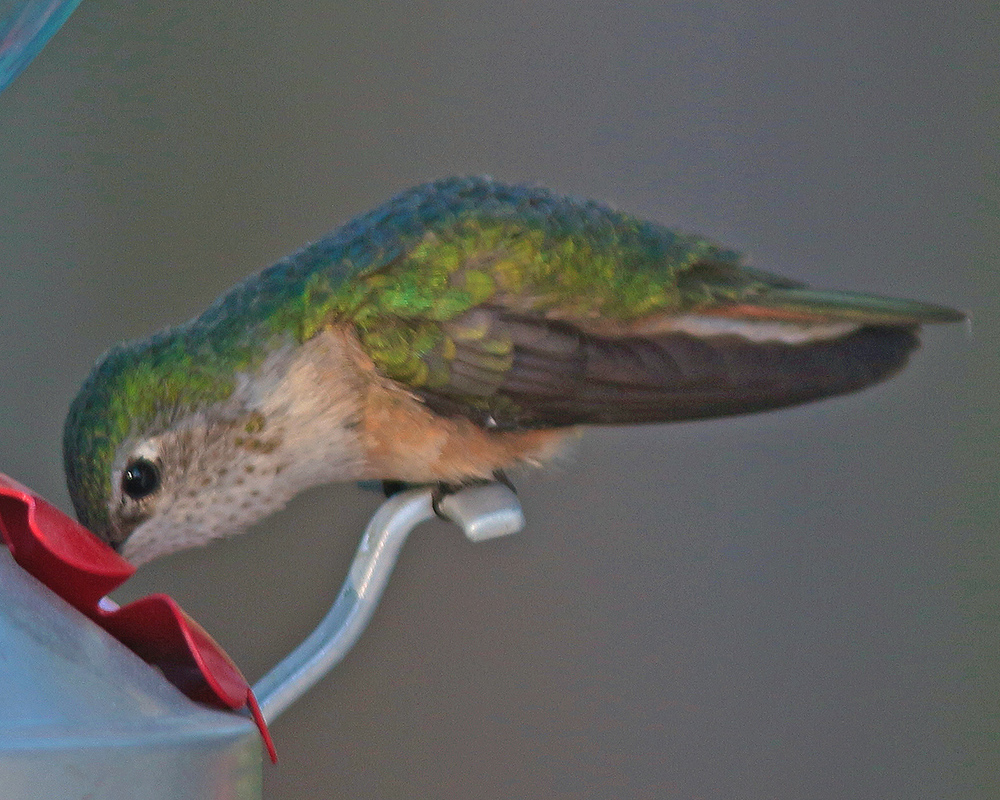 Hummingbird takes drink 