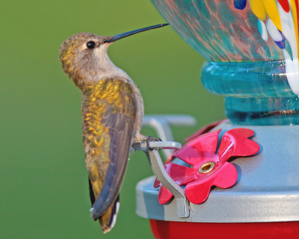 Hummingbird with long beak 