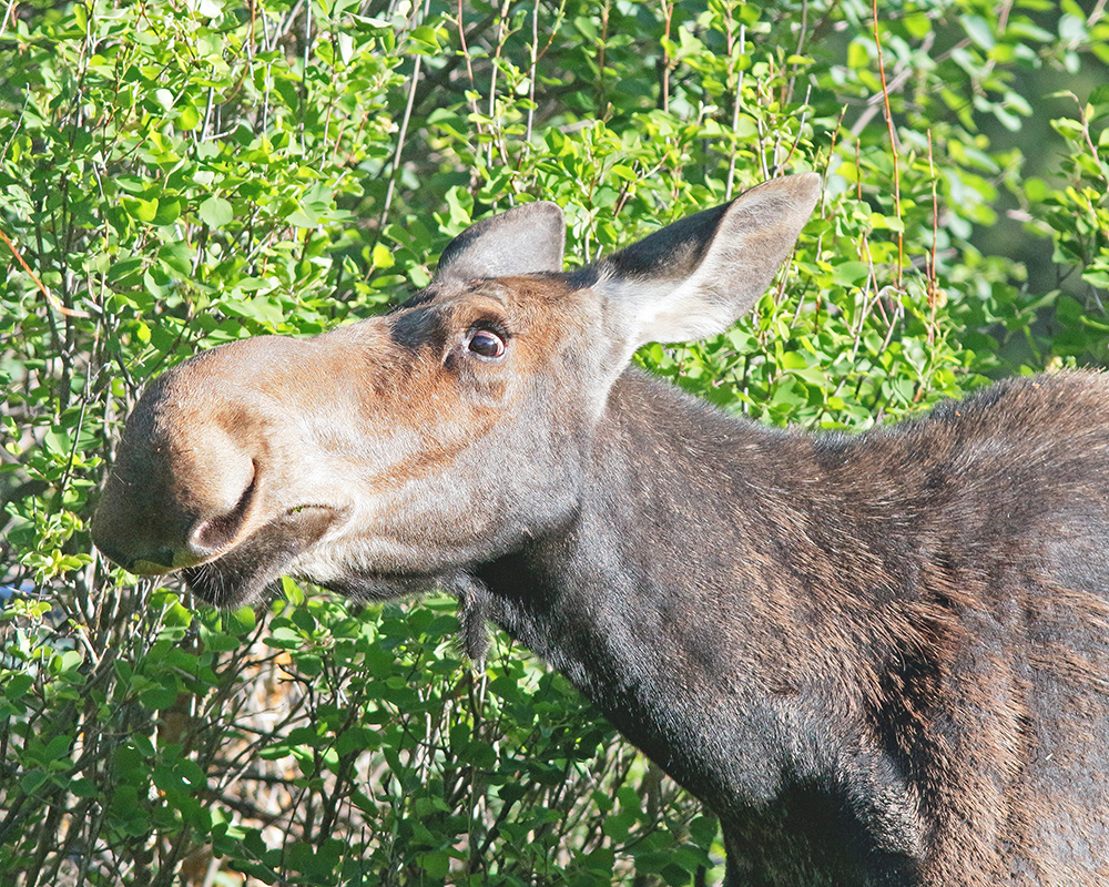 Intense look on Moose 