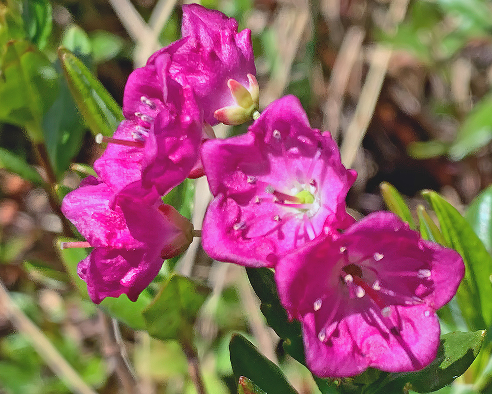 Kalmia microphylla 