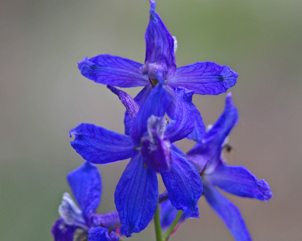 Larkspur 