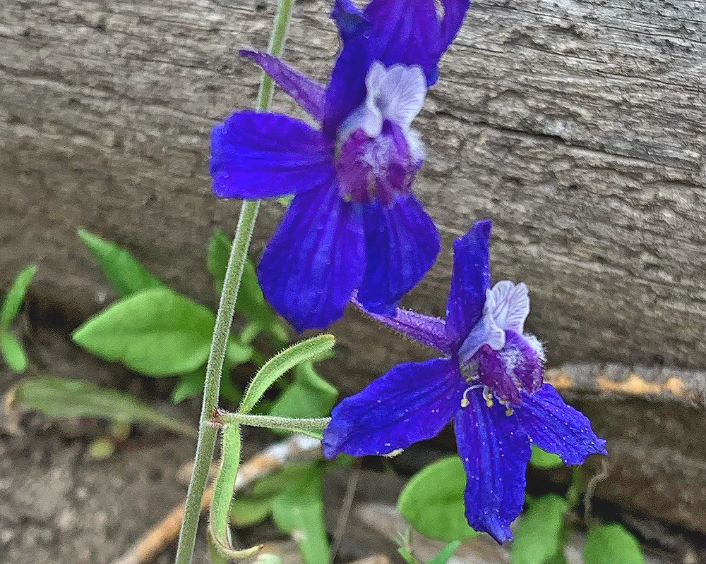 Larkspur near Lake 