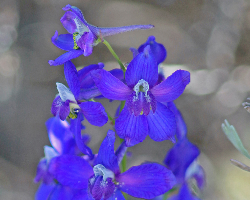 Larkspur poisonous 