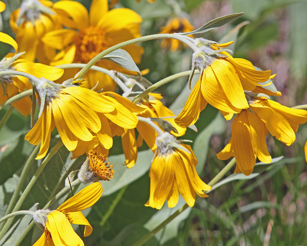 Limp Balsamroot 