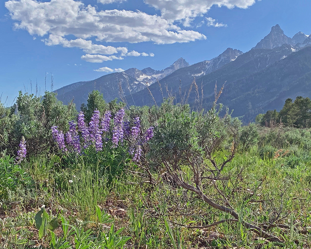 Lupine Sagebrush Mountains 