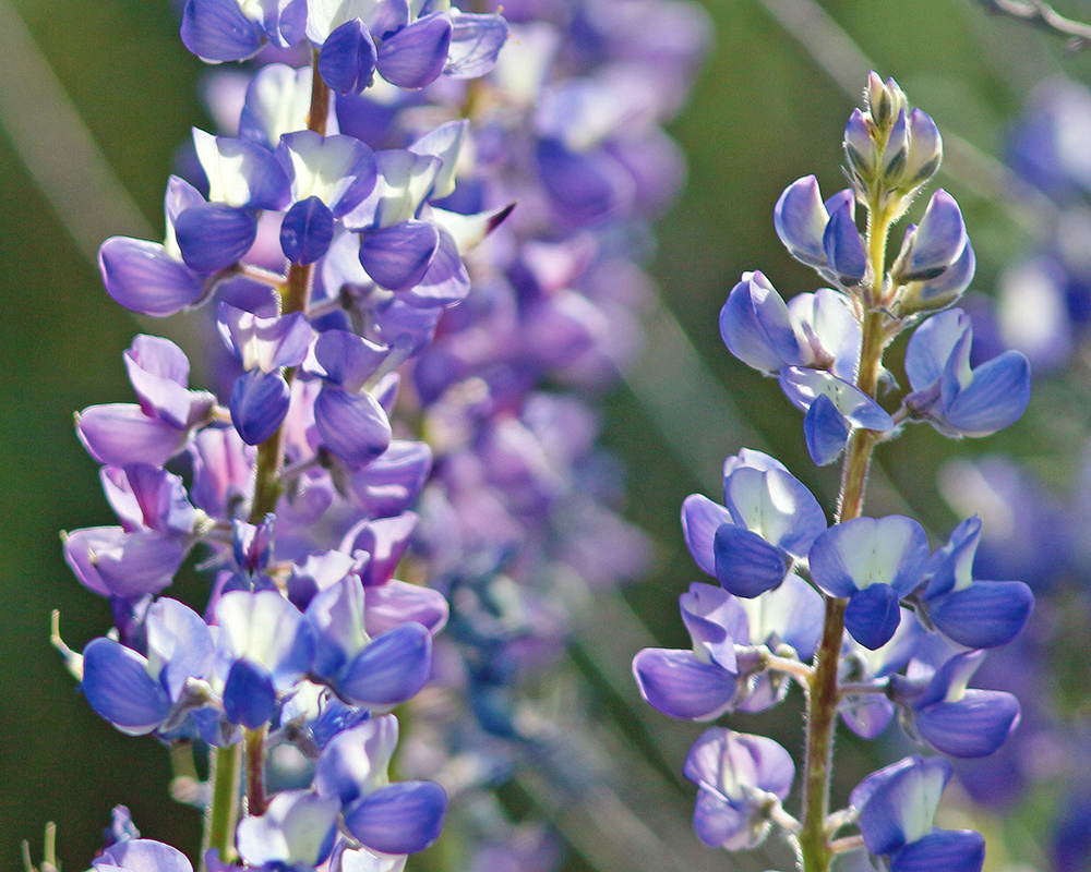 Lupine backlit 