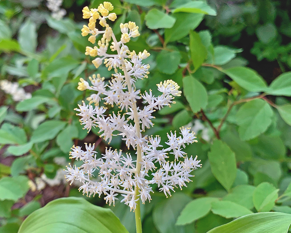 Maianthemum racemosum 