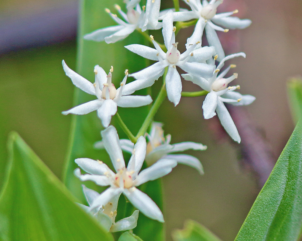 Maianthemum stellatum 