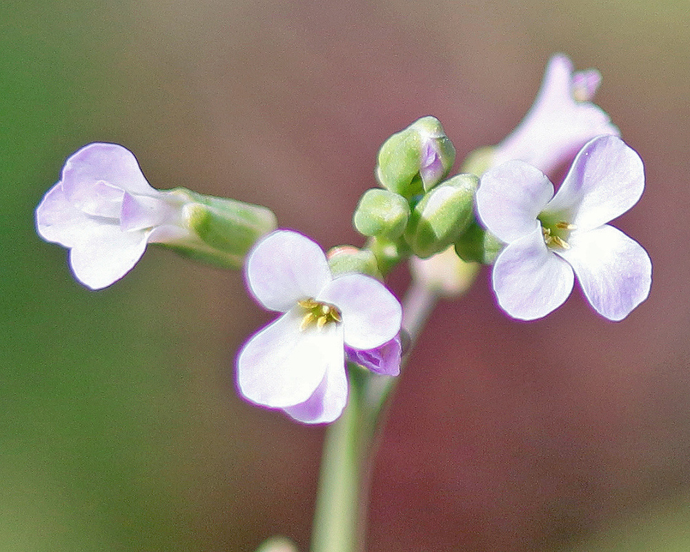 Maiden Blue-eyed Mary Collinsia 