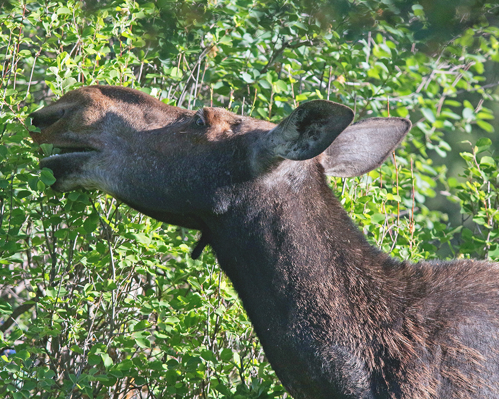 Moose Browsing 