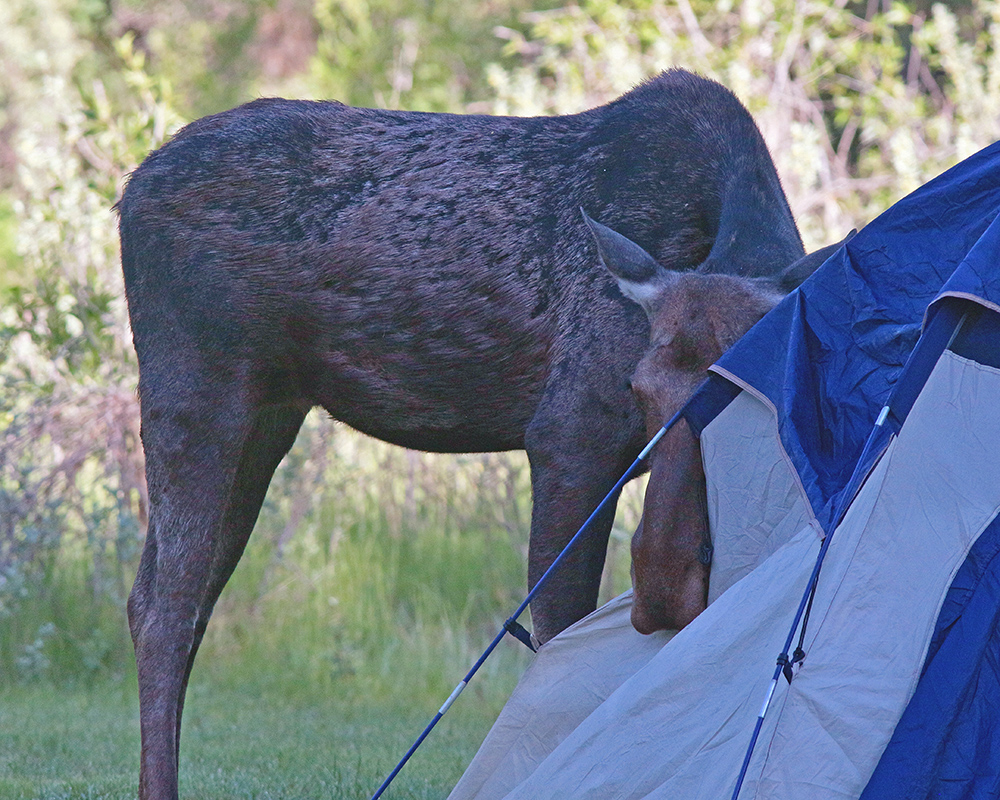 Moose Eating Tent 1 