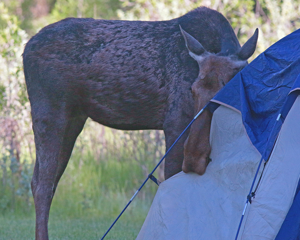 Moose Eating Tent 2 