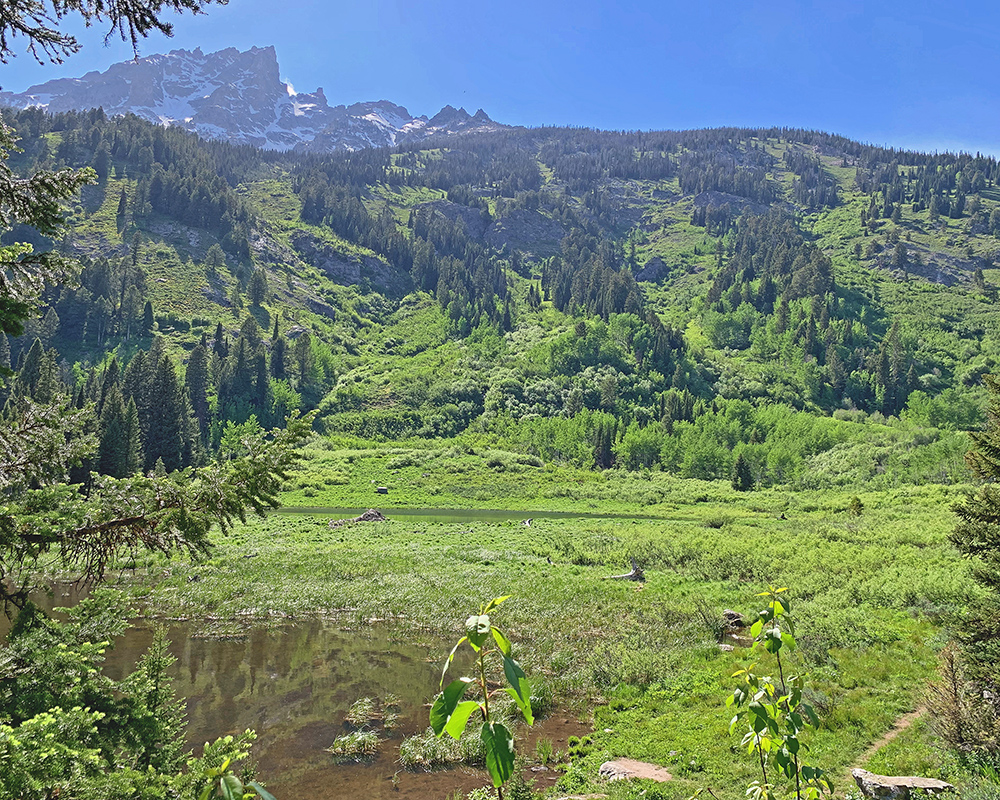 Moose Ponds 