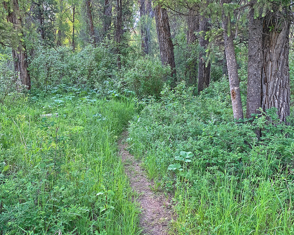 Moose Trail near Falls Campground 