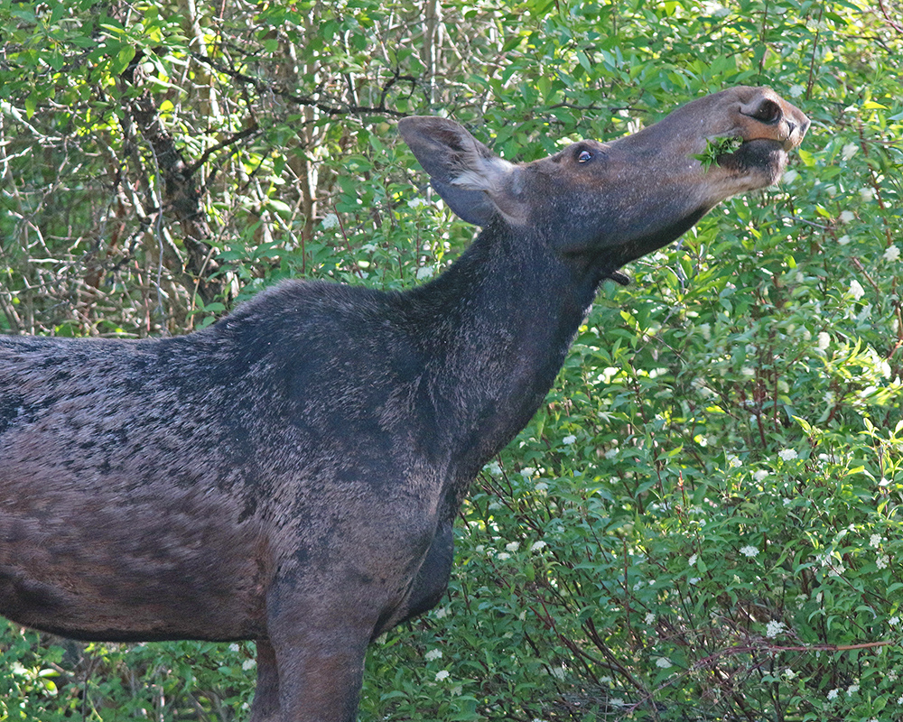 Moose chewing up 