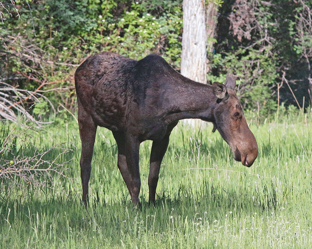 Moose in clearing 