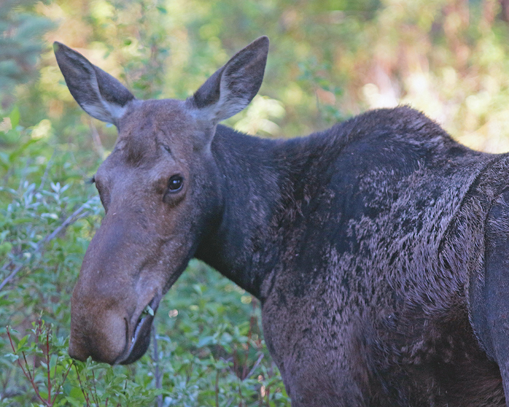 Moose keeps an eye on me 