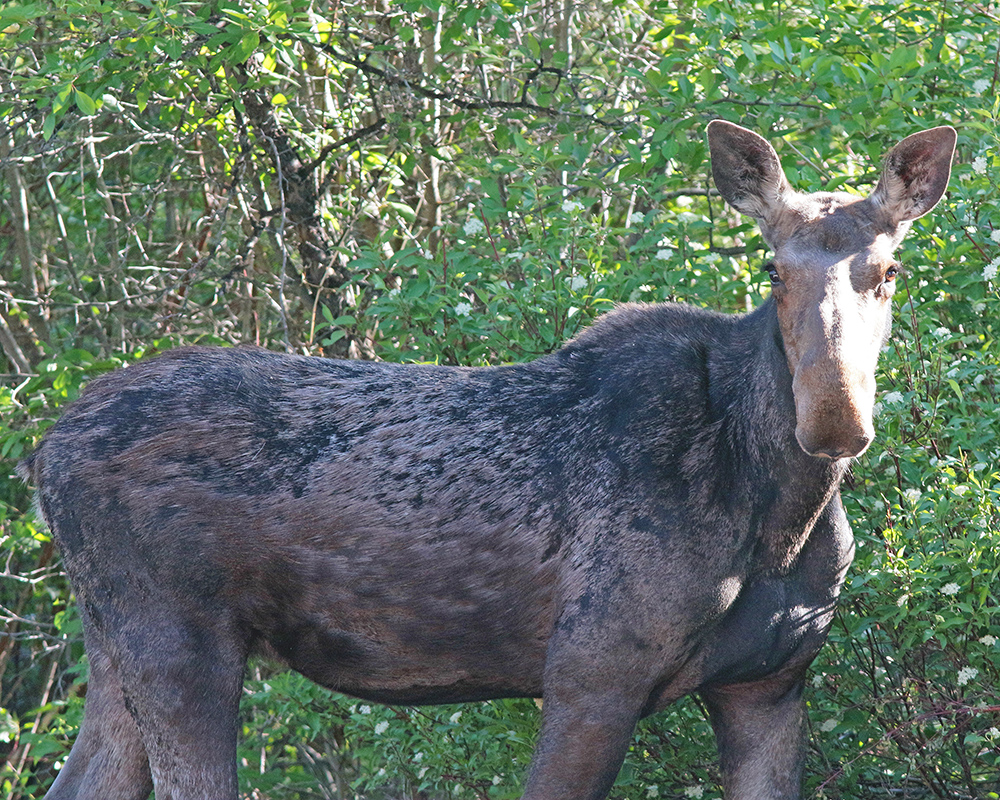 Moose looks directly at me 