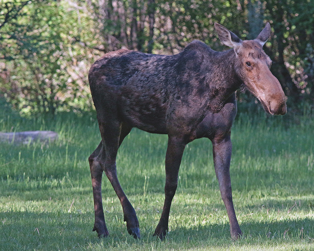 Moose looks good 