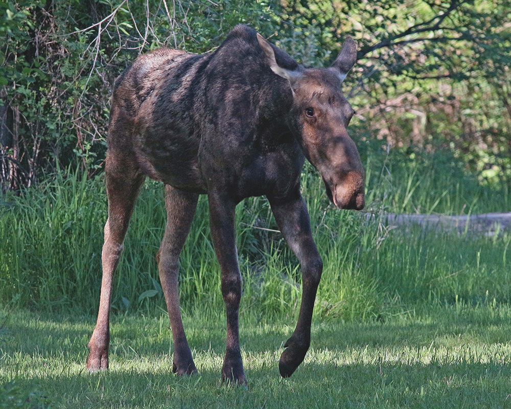 Moose walking toward me 