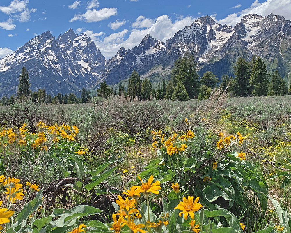 Mountain View Southward 