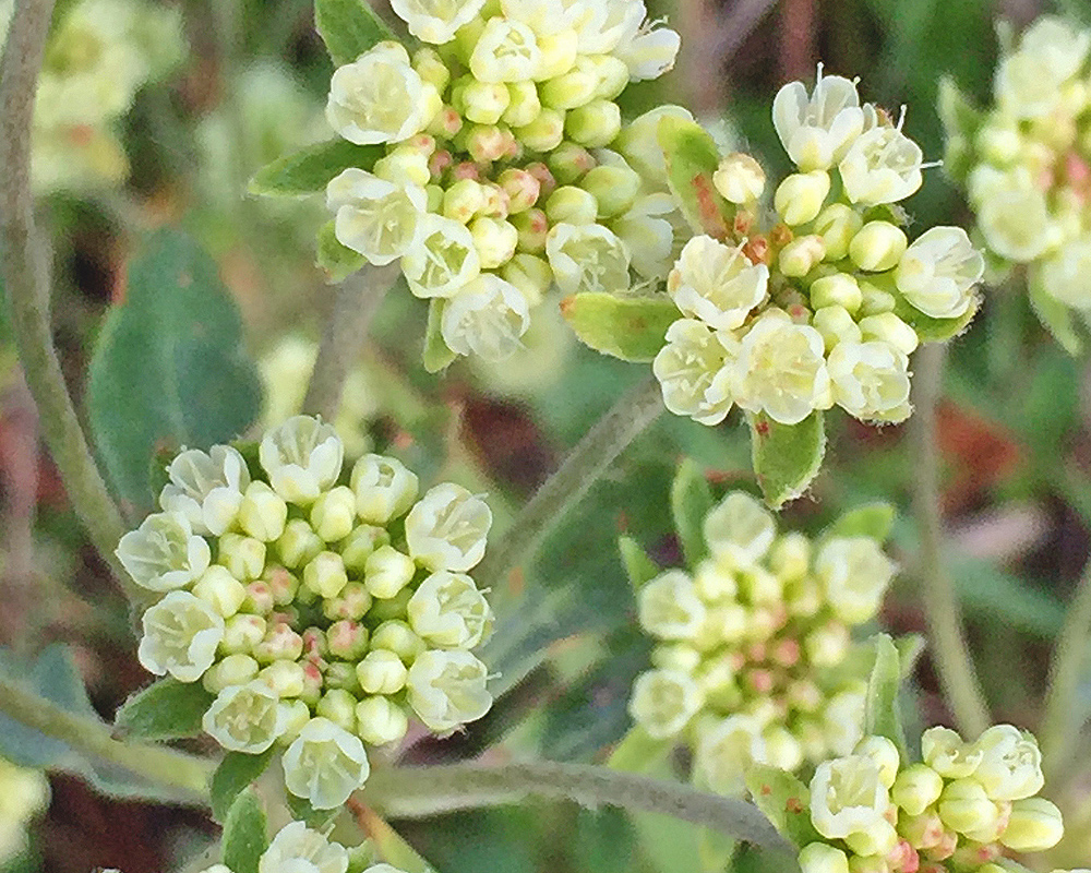 Parsnipflower Buckwheat Eriogonum heracleoides 