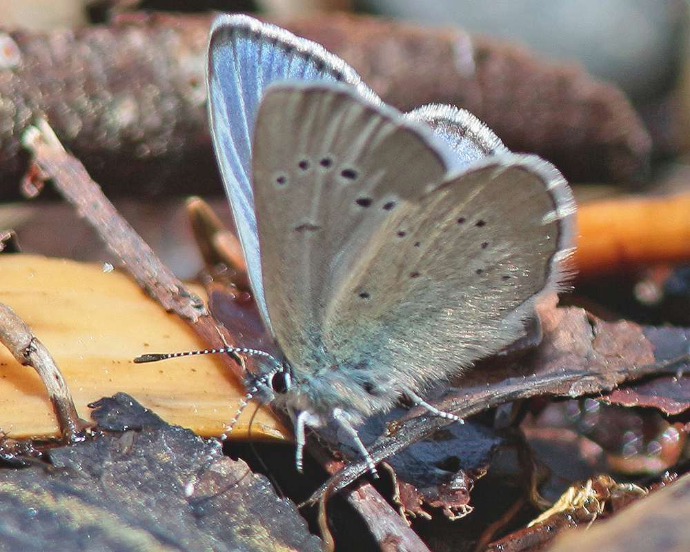 Plebejus saepiolus Greenish Blue 