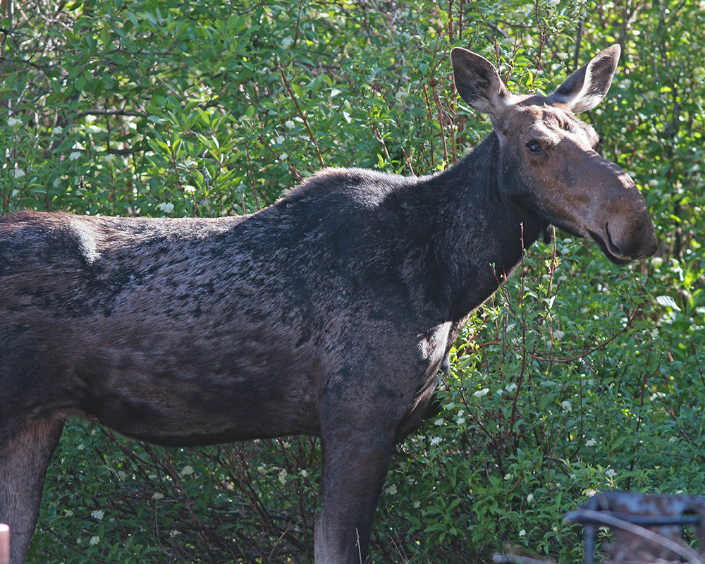 Posing moose 