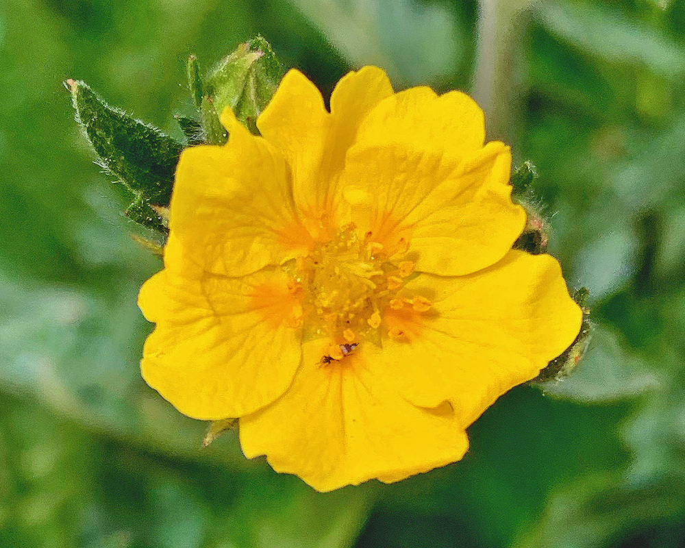 Potentilla gracillis graceful Cinquefoil 