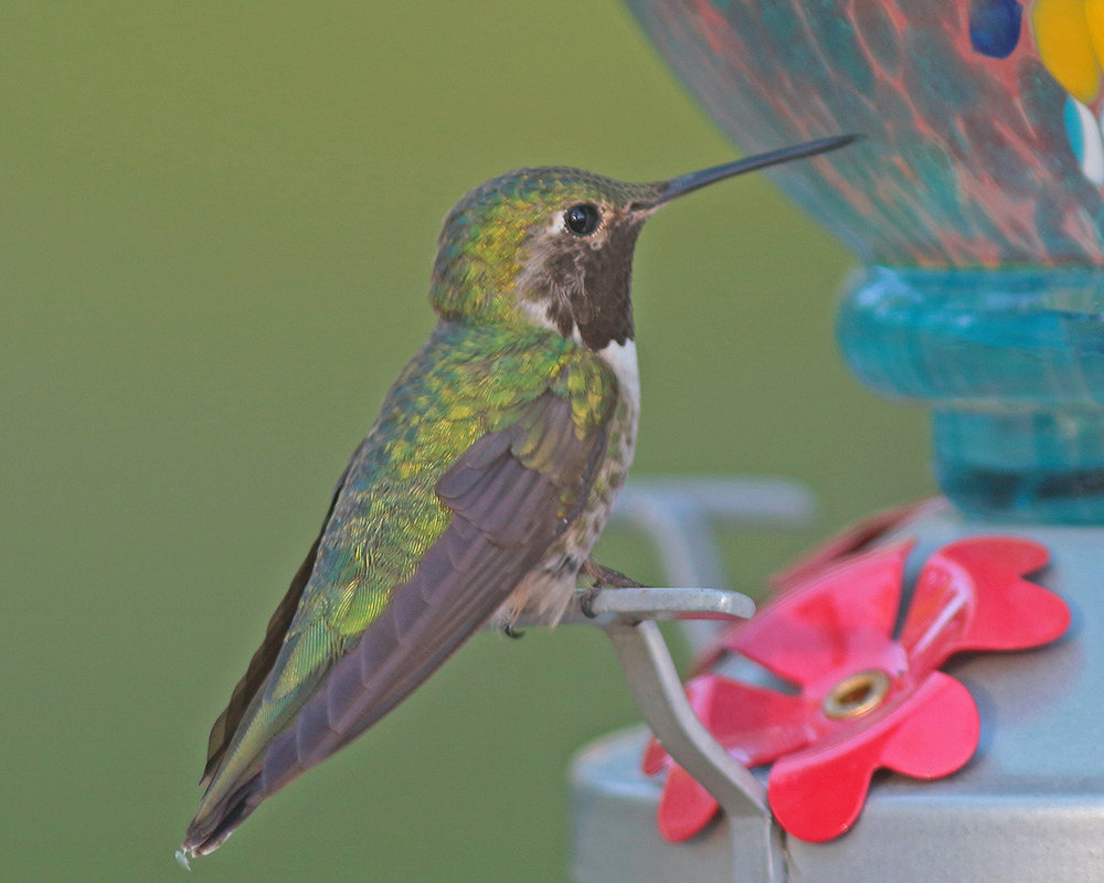 Ruby-Throated Hummingbird 