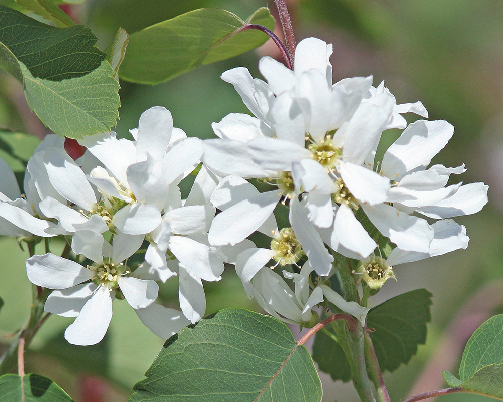 Serviceberry 