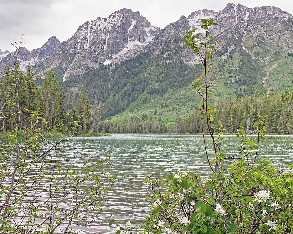 Serviceberry by String Lake 