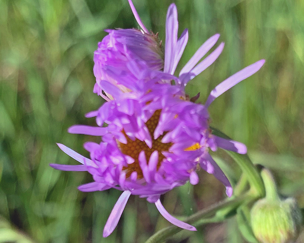 Showy Fleabane Erigeron speciosus 