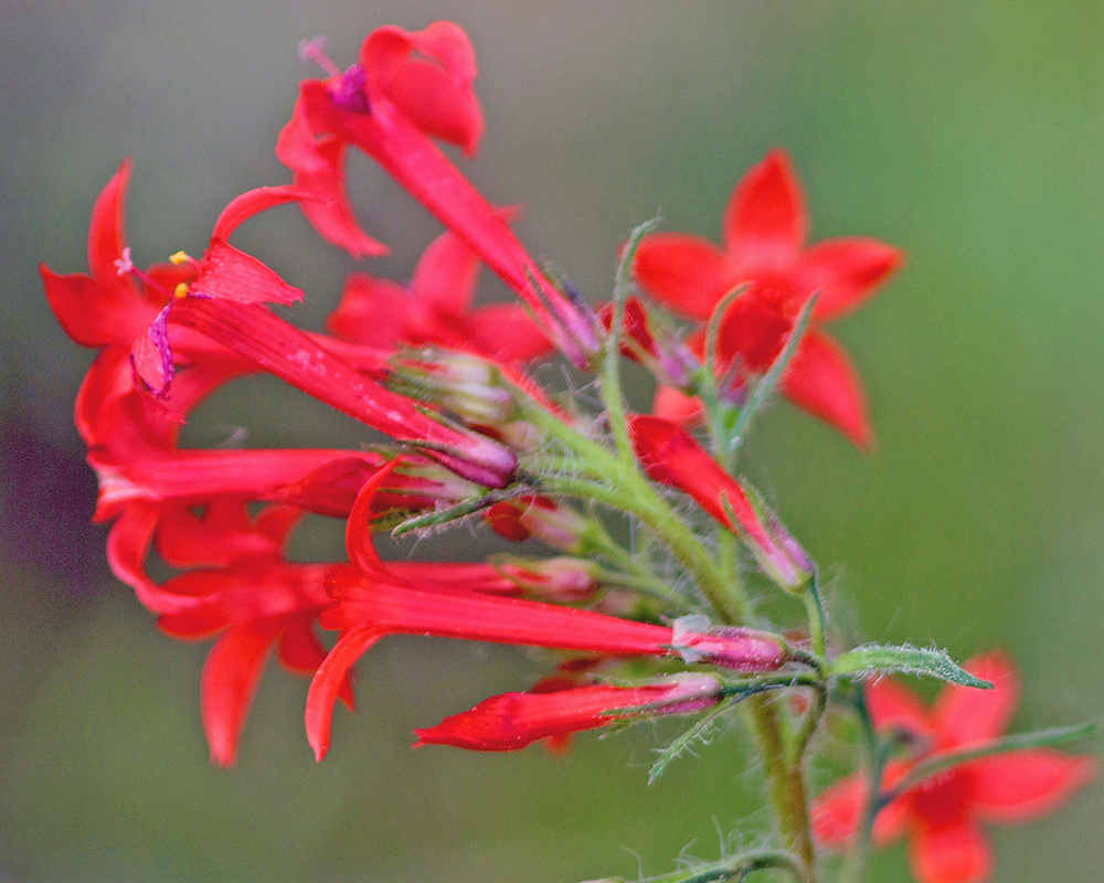 Skyrocket lpomopsis aggregata 