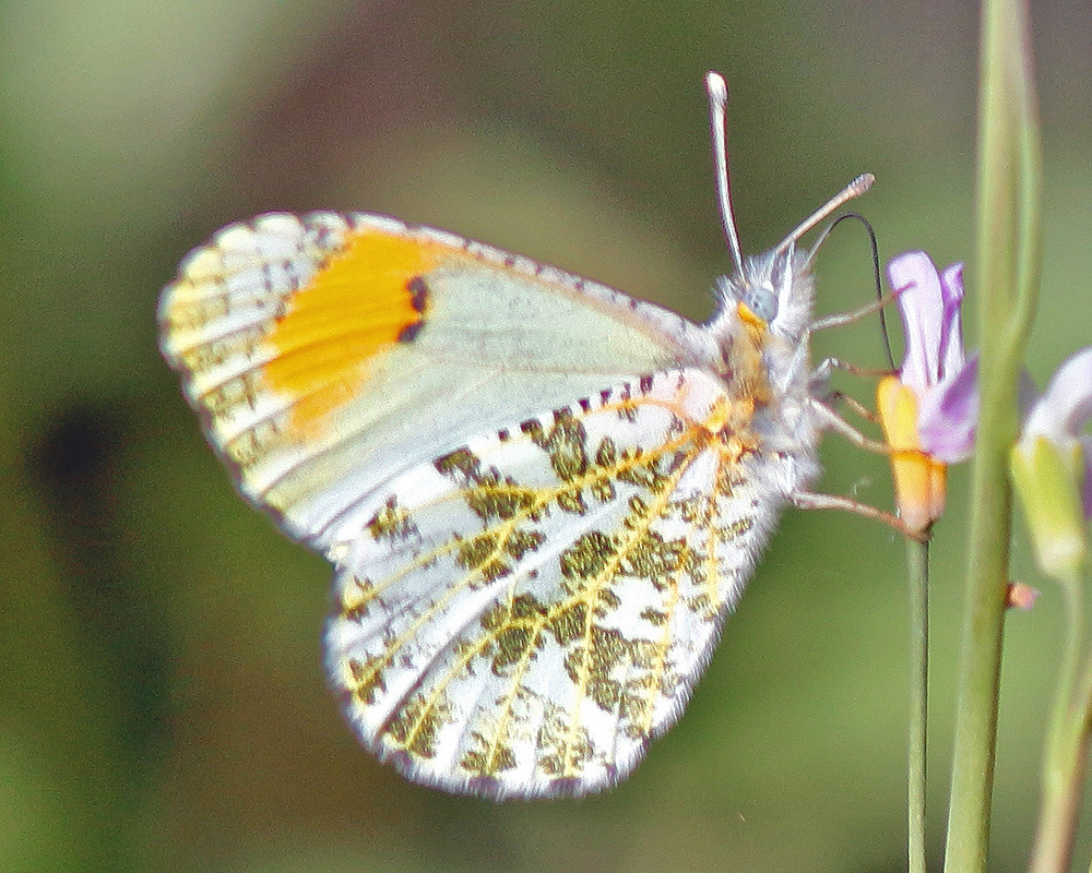 Stella Orangetip Anthocharis sara stella 