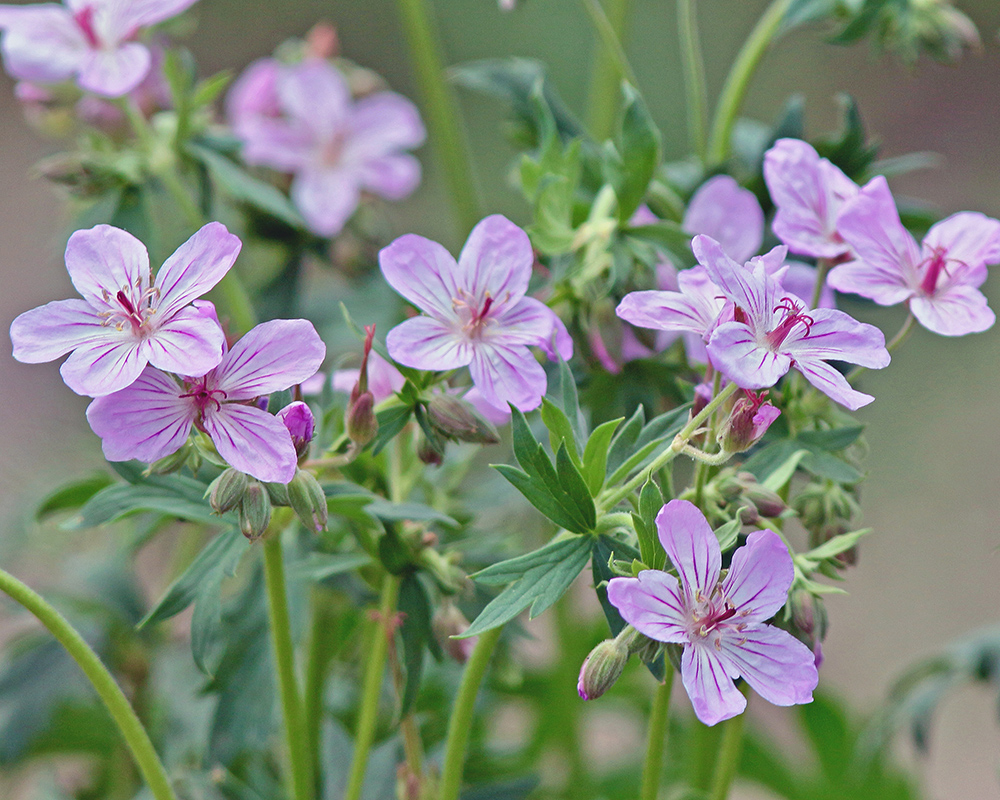 Sticky purple geranium or Richardson's Geranium 