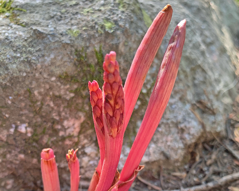 Summer Coralroot 