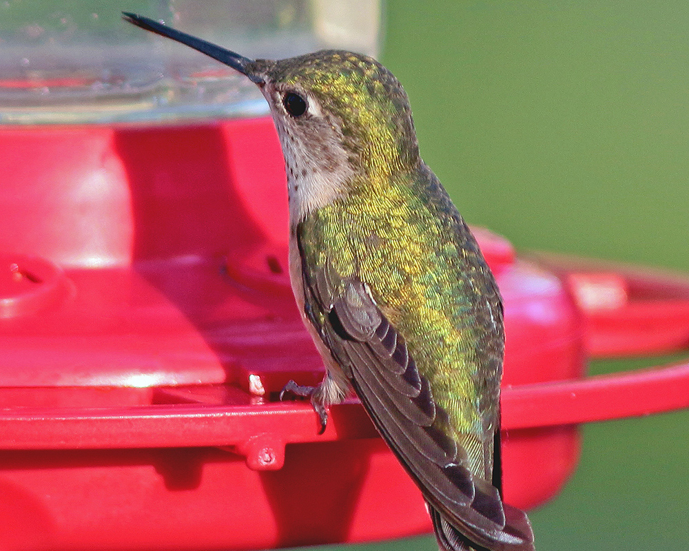 Sun on hummingbird 