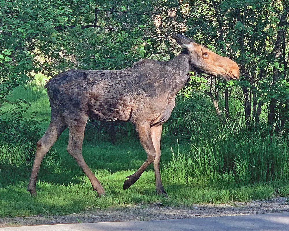 Sunlight on Moose 