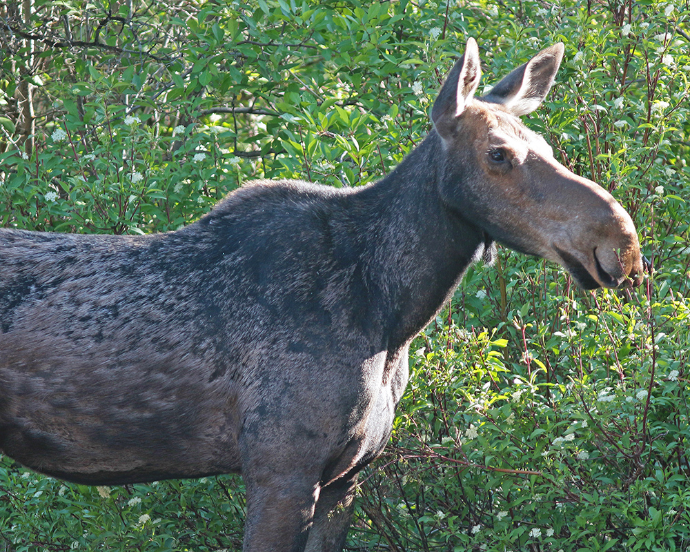 Thoughtful moose 